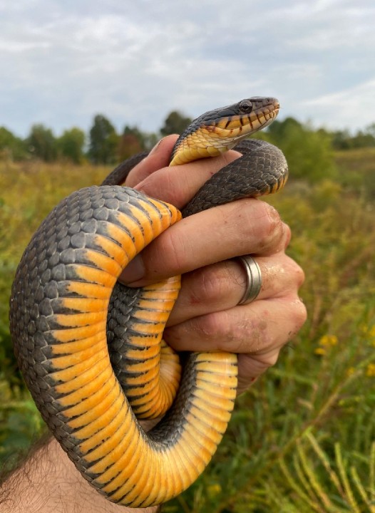 Plainbelly Water Snake